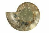 Cut & Polished Ammonite Fossil (Half) - Madagascar #270349-1